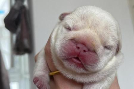 三月份出生的狗：命理解析与性格特征的完美结合