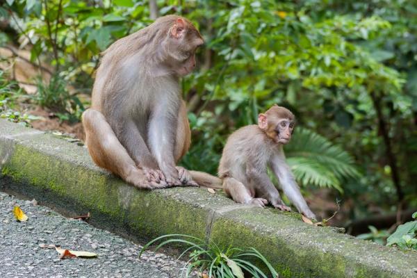 属猴男的命运解析：聪明机智与财富的双重追求