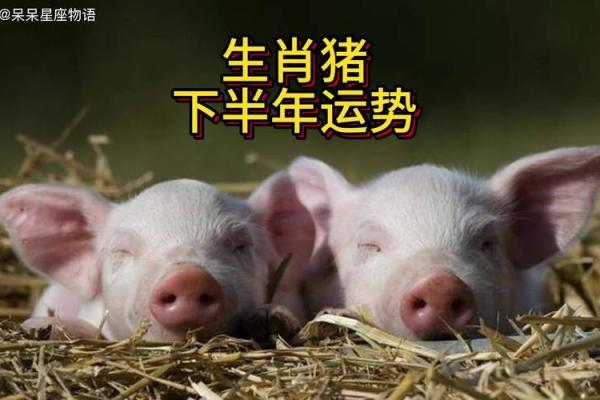 根据什么时间生的猪命好？详解猪年出生的命运分析！