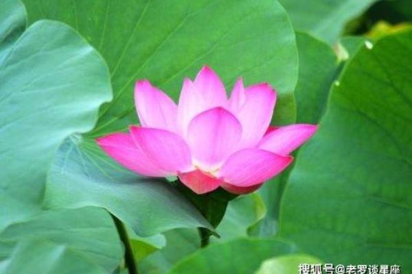 属狗人霉运已过，迎来转机的命运之路！