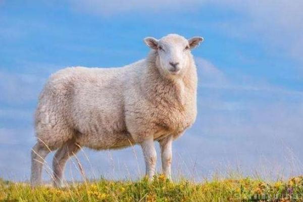 解析木羊命：机遇与挑战并存的独特人生轨迹