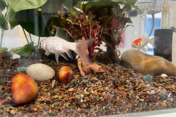 金鱼命格的奥秘：如何解锁命运中的幸运之鱼