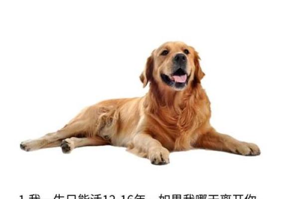 属狗的马烈如日中,命运悠悠是何寻? 属狗的马烈如日中,命运悠悠是何寻?