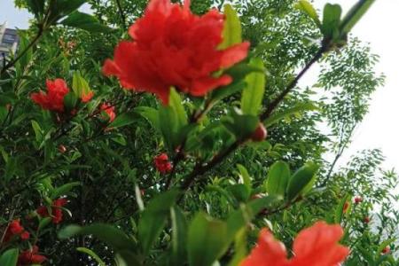 春意盎然，生机勃勃——让生命绽放无限可能