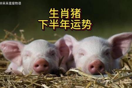 根据什么时间生的猪命好？详解猪年出生的命运分析！