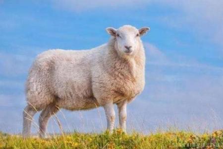 解析木羊命：机遇与挑战并存的独特人生轨迹