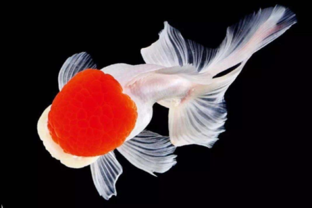 金鱼命格的奥秘：如何解锁命运中的幸运之鱼