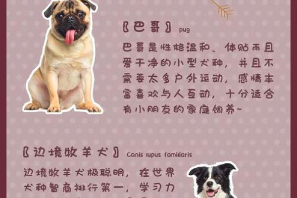 根据命理选择适合你的狗狗：养犬与八字的完美结合