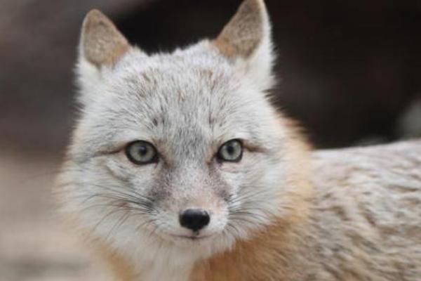 狐狸为何被誉为“好运”的象征?探秘狐狸的独特命运与智慧 狐狸为何被誉为“好运”的象征?探秘狐狸的独特命运与智慧