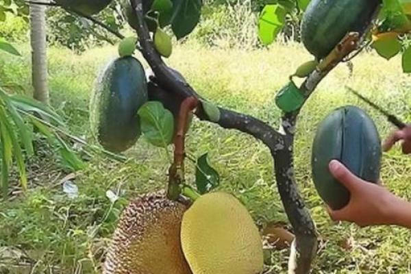 根据命理选择合适的果树种植，享受丰收人生