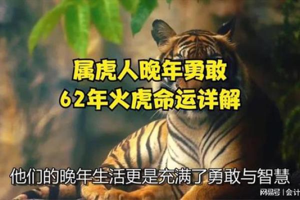 属虎之人为什么命运普遍被认为很好？