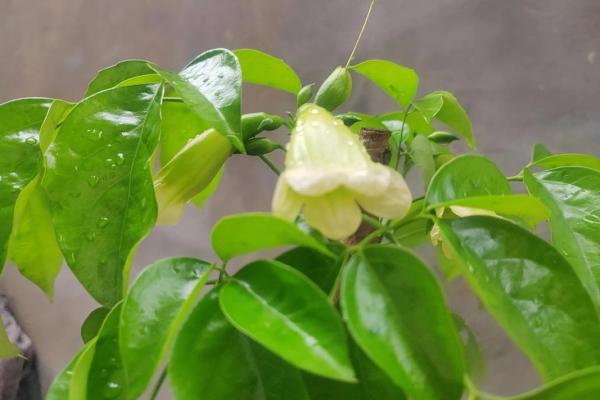 桑木命与最佳命格搭配,探寻和谐美满的生活之道 桑木命与最佳命格搭配,探寻和谐美满的生活之道