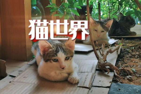 视猫如命的爱:一份独特的陪伴与责任 视猫如命的爱:一份独特的陪伴与责任