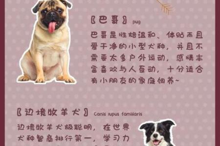 根据命理选择适合你的狗狗：养犬与八字的完美结合