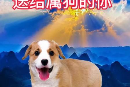 生肖狗：忠诚义务者的命运之旅与人生智慧