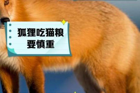 狐狸为何被誉为“好运”的象征？探秘狐狸的独特命运与智慧