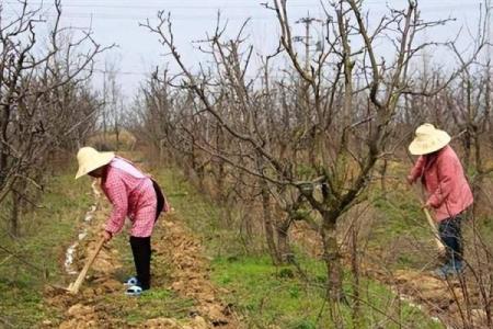 根据命理选择合适的果树种植，享受丰收人生