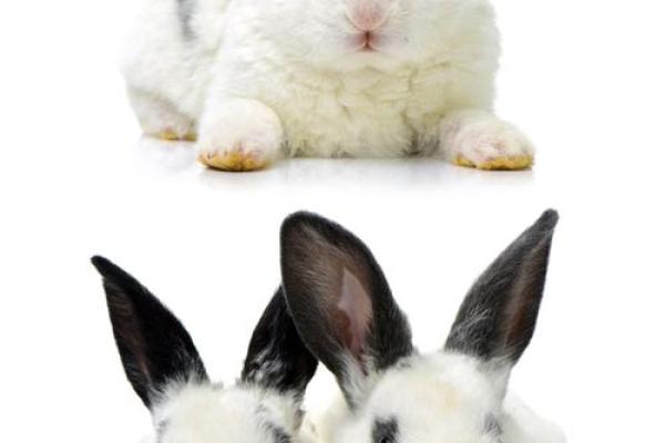 属兔女性在35岁时的命运与生活解析 属兔女性在35岁时的命运与生活解析