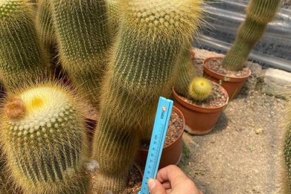 属猴金命者的最佳盆栽选择与养护指南