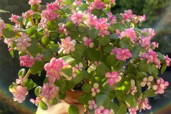 缺金命的人适合养什么花卉呢?了解这些花卉和风水吉利知识! 缺金命的人适合养什么花卉呢?了解这些花卉和风水吉利知识!