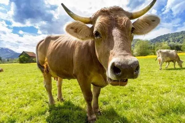 1997年属牛的命理解析：揭开你的命运之门！