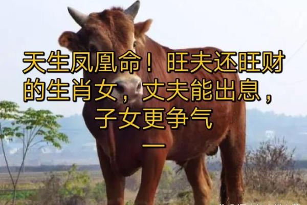 1973年属牛人的命运分析：揭示你的性格与运势之道