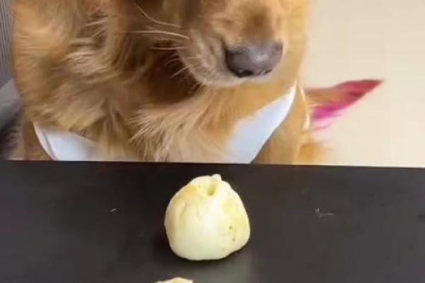 世界上最惜命的狗，忠诚与默默奉献的生俱特质