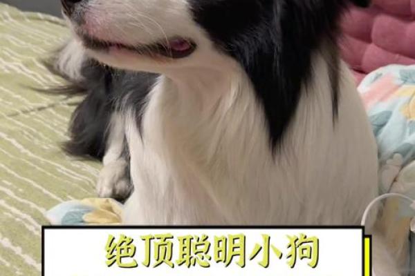 世界上最惜命的狗，忠诚与默默奉献的生俱特质