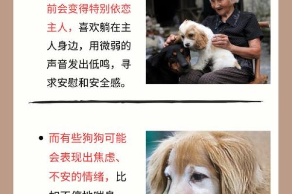属狗的命不好？深度解析与生活的智慧