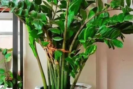 属猴金命者的最佳盆栽选择与养护指南