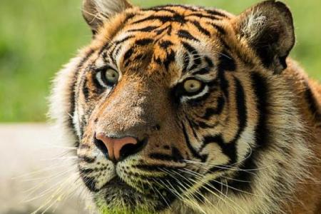 属虎女孩的命里缺什么？探索幸福与平衡的智慧之旅