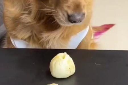 世界上最惜命的狗，忠诚与默默奉献的生俱特质