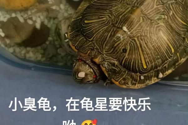 什么命的人不能养龟子？揭示生肖与宠物的深层联系