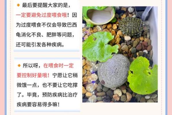 什么命的人不能养龟子？揭示生肖与宠物的深层联系