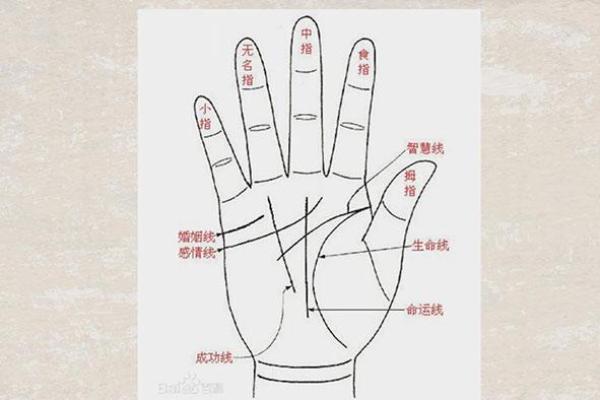 男孩手腕两条纹：探究生命的秘密与命运的象征