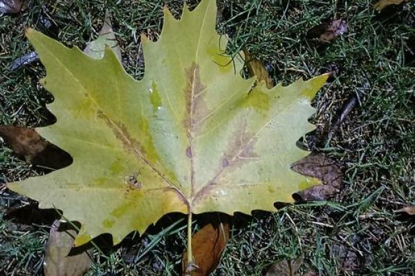 失去伴侣后的命运:如何重拾生活的希望与力量 失去伴侣后的命运:如何重拾生活的希望与力量