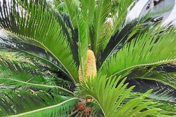 揭秘铁树开花:命运中的奇迹与希望之花 揭秘铁树开花:命运中的奇迹与希望之花