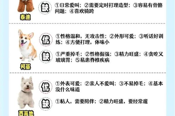 属狗人木命的性格解析与生活建议