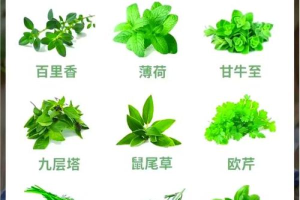 平地木命与福德命的最佳搭配解析