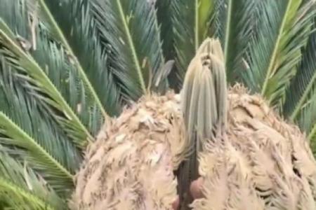 揭秘铁树开花：命运中的奇迹与希望之花