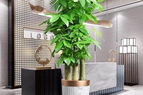 虎年木命的幸运摆设：提升运势的绝佳选择！