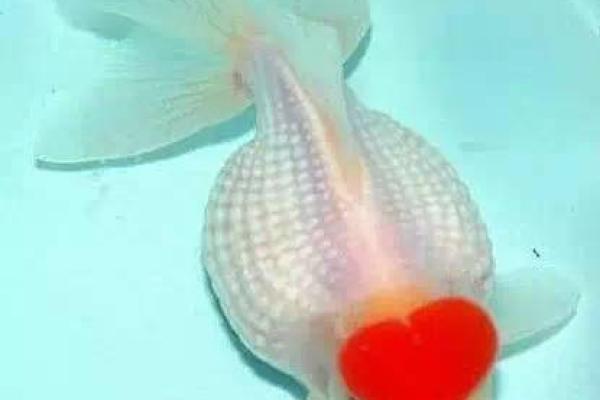 年度抽签金鱼命:揭开命运之谜的水底秘密 年度抽签金鱼命:揭开命运之谜的水底秘密