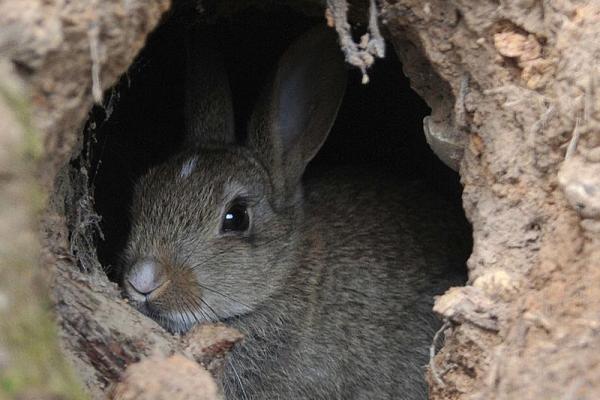属鼠兔的命运:吃草的秘密与生命的哲学探寻 属鼠兔的命运:吃草的秘密与生命的哲学探寻