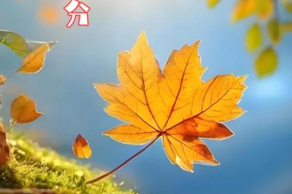 上山砍柴的命:追寻岁月中的坚韧与智慧 上山砍柴的命:追寻岁月中的坚韧与智慧