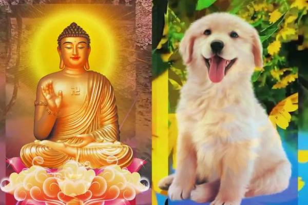 属狗火命的人该如何选择合适的手机数字？