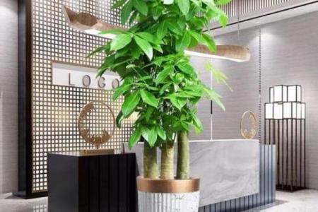 虎年木命的幸运摆设：提升运势的绝佳选择！