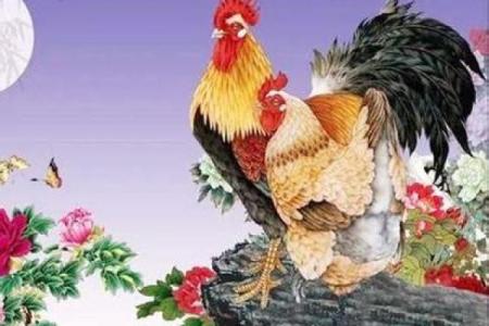 属鸡牛进食：食物与命理的奇妙碰撞