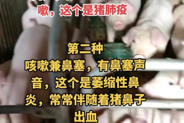 七一年九月出生的猪:揭秘其命运与性格特点 七一年九月出生的猪:揭秘其命运与性格特点