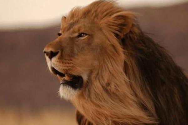 属龙男人的狮子座命运:雄狮之威与龙之气的完美结合 属龙男人的狮子座命运:雄狮之威与龙之气的完美结合