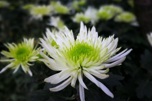 女命日柱带流霞的深层意义与生活启示